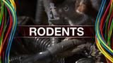 PROTECT YOUR CAR: Rodents eating wires in newer vehicles | FOX13