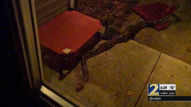 Neighbors search for owner of giant snake slithering through ...