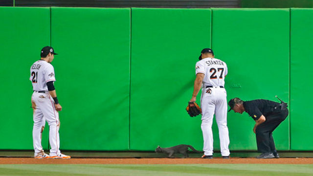 Cat crashes Marlins-Atlanta Braves game in Miami (VIDEO) | WSB-TV