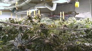 New bill looks at making it legal to grow medical marijuana in Georgia