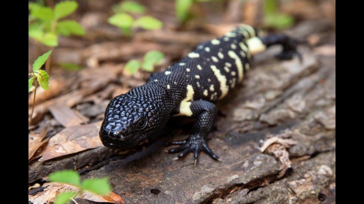 Ruffed Lizard Zoo Atlanta filled with new babies