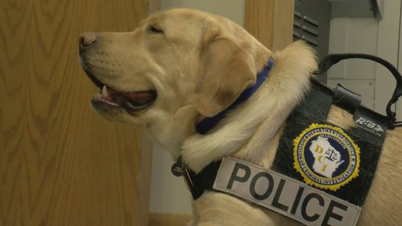 Dogs trained to sniff out child porn | WSB-TV