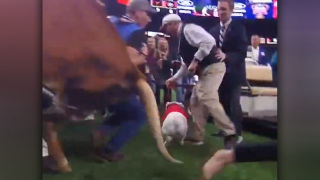 Image result for bevo uga